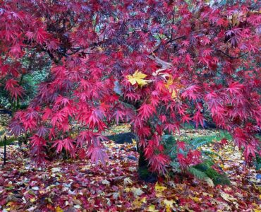 Fall Leaves